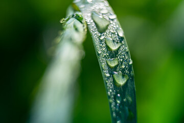 water drops on a green grass