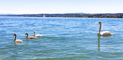 Schwanfamilie mit Babys am Bodensee in Konstanz