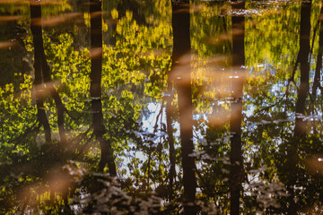 Puddles. Reflection of trees in the water. In the park or in the forest. The nature of summer or autumn.