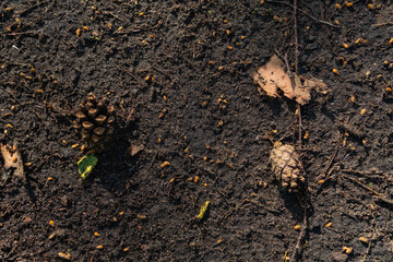 Texture of earth and sand and small stones after rain. Cones and needles underfoot.