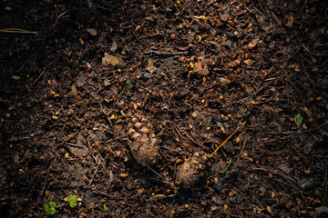 Texture of earth and sand and small stones after rain. Cones and needles underfoot.