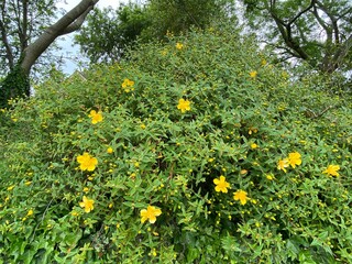 Wild bush with yellow flowers, with old trees in the background in, Calverley, Leeds, UK