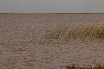Laguna Ibera, Carlos Pellegrino. Corrientes