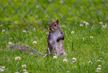 A squirrel sitting up looking for something