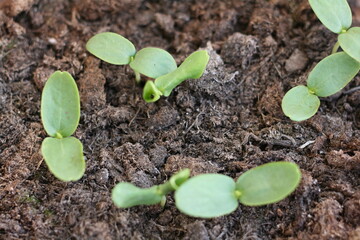 Melon plant 