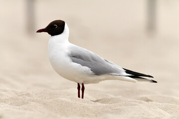 Black-headed Gull on the beach