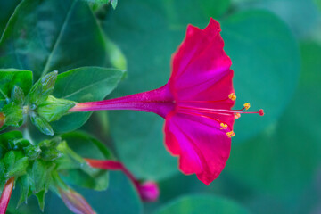 Mirabilis jalapa pink flower garden plant
