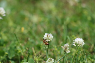 A honey bee collecting pollen from a flower