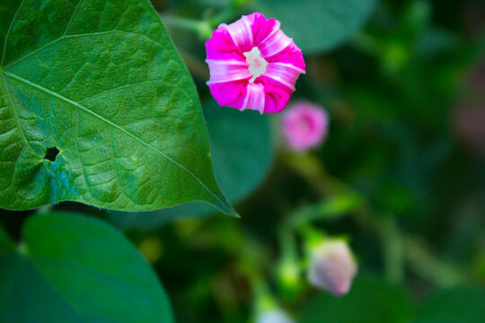 Mirabilis jalapa pink flower garden plant - Powered by Adobe