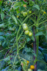 Fototapeta premium organic tomatoes plant vegetable in garden