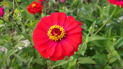 Red Zinnia elegans flowers in the garden. Zinnia elegans is one of the most famous annual flowering plants of the genus Zinia.