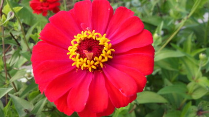 Red Zinnia elegans flowers in the garden. Zinnia elegans is one of the most famous annual flowering plants of the genus Zinia.