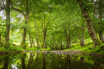 Fototapeta na wymiar Forest river with beautiful green vegetation and huge trees