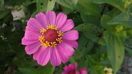 Pink Zinnia elegans flowers in the garden. Zinnia elegans is one of the most famous annual flowering plants of the genus Zinia.