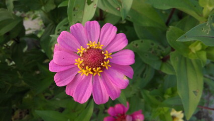 Obraz premium Pink Zinnia elegans flowers in the garden. Zinnia elegans is one of the most famous annual flowering plants of the genus Zinia.