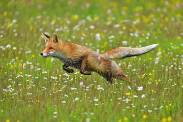 Long jump. Red fox (Vulpes vulpes) hunting on flowered meadow. Orange fur coat animal hunting in...