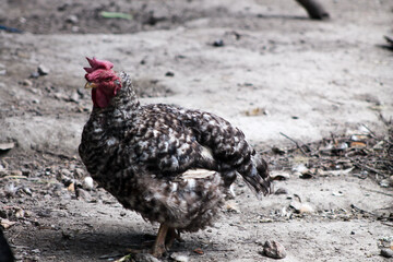 grey cock in the farm