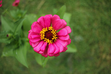 Obraz premium Natural Pink random flower top view