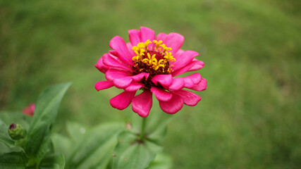 Obraz premium Natural Pink random flower 