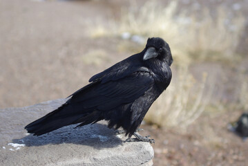 Raven