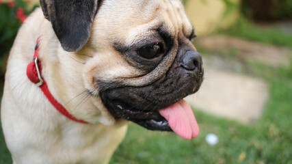 Fototapeta premium Frank the pug dog