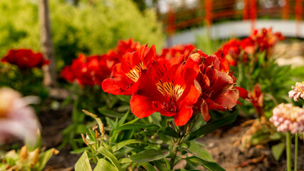 Fototapeta na wymiar red and white tulips