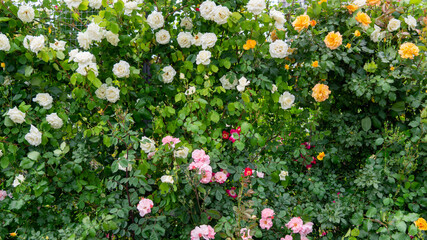 flowers in the garden