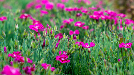 Obraz na płótnie Canvas pink flowers in the grass