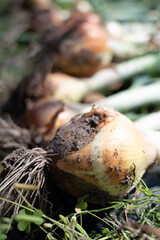 タマネギと根っこ