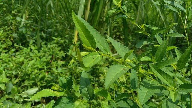 Sida acuta (aslo called common wireweed, sidaguri,sidogori) with natural background. This plant species of flowering plant in the mallow family, Malvaceae. Sida acuta is considered an invasive species