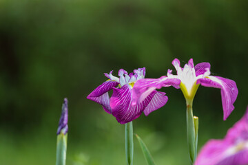 屋外で撮影した花菖蒲画像