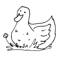 vector doodle icon of a hand-drawn duck. isolated on a white background. farm bird. graphic decorative element.