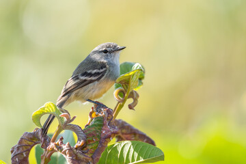 Alegrinho (Serpophaga subcristata)