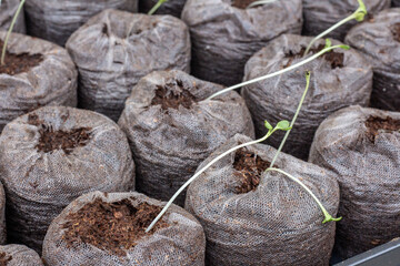 Seed staters in a greenhouse