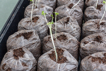 Seed staters in a greenhouse