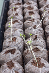 Seed staters in a greenhouse
