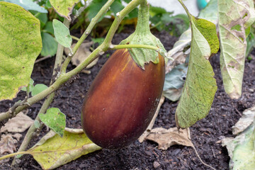 Eggplants growing in a organic home garden