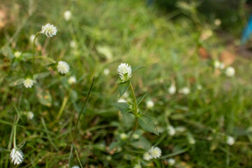 Field with little flowers