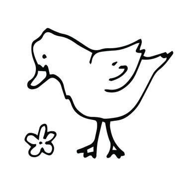 vector doodle outline icon of a hand-drawn duck. isolated on a white background. domestic farm poultry.