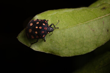 Besouro negro pintado (Coccinelidae)