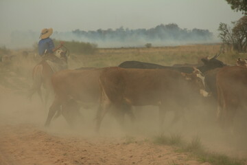 Gaucho a caballo arriando vacas