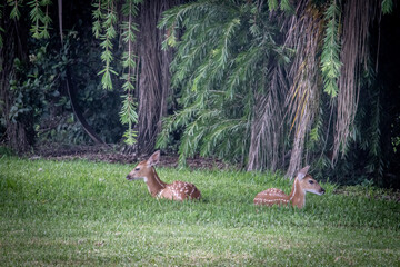 A couple of fawns relaxing under a tree