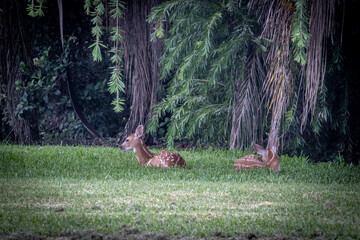 A couple of fawns relaxing under a tree