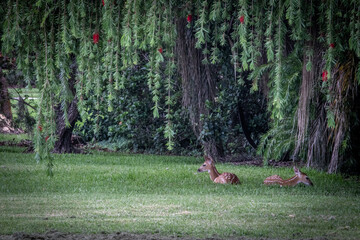 A couple of fawns relaxing under a tree