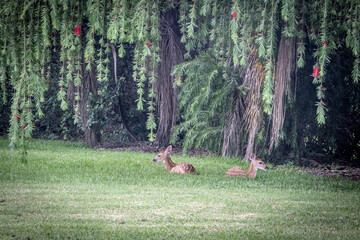 A couple of fawns relaxing under a tree