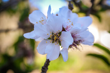 Almond tree blossoms