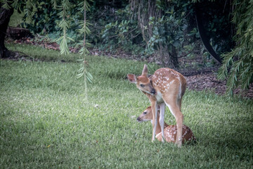 A couple of fawns relaxing under a tree