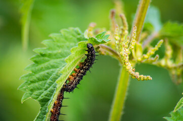 The caterpillar of a peacock butterfly eats on a leaf.

Adult butterflies reach a wingspan of 50-55mm. The caterpillars are about 42mm long.