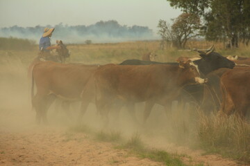 Gaucho a caballo arriando vacas