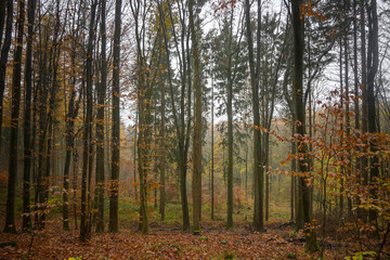 Autumnal mixed forest with narrow standing trees and colored foliage on a hazy November day, nature landscape in northern Germany
